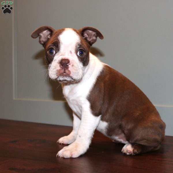 Destiny, Boston Terrier Puppy